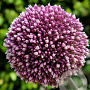 Allium 'Summer Drummer' GM P9