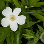 Anemone canadensis GM P9