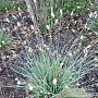 Sesleria nitida GM P9