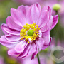 Anemone 'Pretty Lady Emily' GM P9