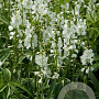 Sidalcea candida GM P9