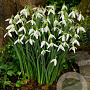 Galanthus elwesii GM P9