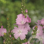Sidalcea 'Elsie Heugh' GM P9