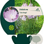 Sidalcea 'Elsie Heugh' GM P9