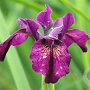 Iris sib. 'Red Flare' GM P9