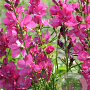 Sidalcea oregana 'Brilliant' GM P9