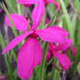 Rhodohypoxis milloides 'Claret' GM P9