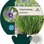 Sisyrinchium angustifolium GM P9