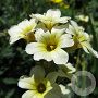 Sisyrinchium striatum GM P9