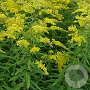 Solidago 'Golden Mosa' GM P9