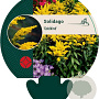 Solidago 'Goldkind' GM P9