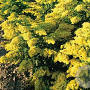 Solidago 'Laurin' GM P9