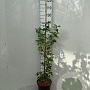 Acer griseum 80-100 cm 5,0L