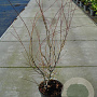 Acer palmatum 100-125 cm 12L