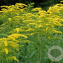 Solidago sphacelata 'Golden Fleece' GM P9