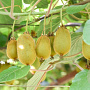Actinidia deliciosa 80-100 cm 2,5L