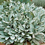 Stachys byzantina 'Silver Carpet' GM P9