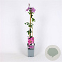 Clematis 'Comtesse de Bouchaud' 70 cm 2,0L