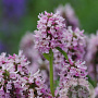 Stachys officinalis 'Rosea Superba' GM P9