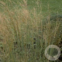 Stipa capillata GM P9