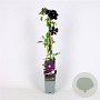 Clematis 'Warszawska Nike' 70 cm 2,0L