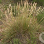 Stipa tenacissima GM P9