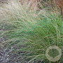 Stipa tenuifolia GM P9