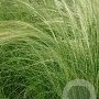 Stipa tenuissima GM P9