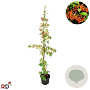Cotoneaster lacteus 150-175 cm 7,5L