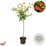 Cotoneaster lacteus 60 cm stam 7,5L 30-35