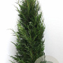 Cupressocyparis leylandii '2001' 250-275 cm draadkluit