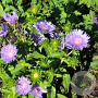 Stokesia laevis GM P9
