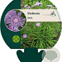 Stokesia laevis GM P9