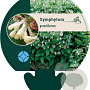 Symphytum grandiflorum GM P9