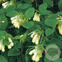 Symphytum grandiflorum GM P9