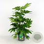 Fatsia japonica GM 7,5L