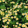 Tanacetum parthenium GM P9
