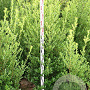 Ilex maximowicziana kanehirae 125-150 cm met kluit