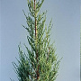 Juniperus s. 'Blue Arrow' 80-100 cm met kluit
