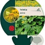 Telekia speciosa GM P9