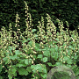 Tellima grandiflora GM P9