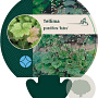 Tellima grandiflora 'Rubra' GM P9