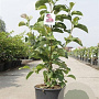 Magnolia 'Genie' 100-125 cm 12L