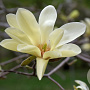 Magnolia 'Gold Star' 60-80 cm met kluit