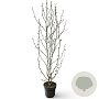 Magnolia kobus 125-150 cm 12L