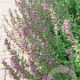 Teucrium lucidrys GM P9