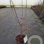 Magnolia stellata 40-50 cm 5,0L
