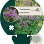 Thalictrum 'Black Stockings' GM P9
