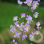 Thalictrum delavayi GM P9