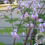 Thalictrum delavayi 'Hinckley' GM P9